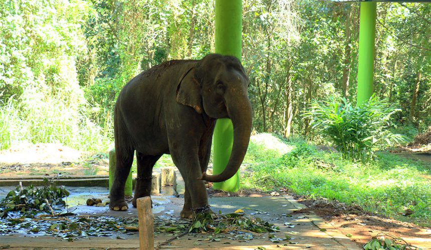 Elephant training center near Elephant Pass Ayurveda Resort Cochin Kerala