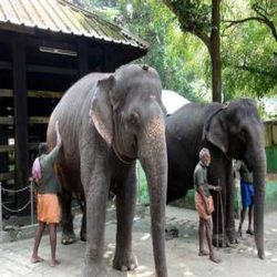 ayurveda and yoga resort in kerala image of an elephant