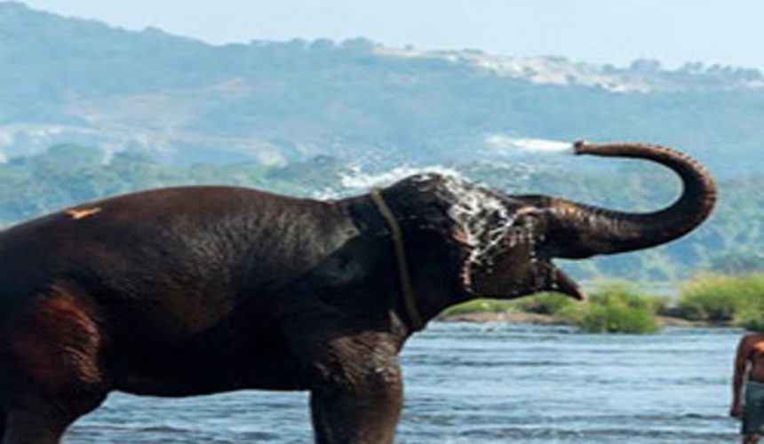 ayurveda and yoga resort in kerala image of an elephant
