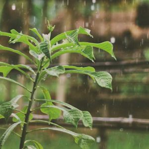 Karkidaka chikitsa – an monsoon rejuvenation program