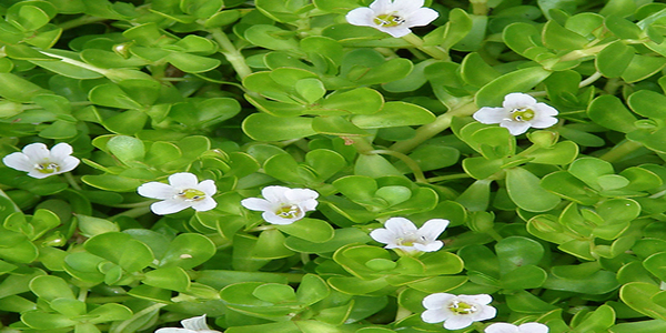 Brahmi medicinal herbs