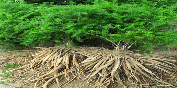 Shatavari medicinal herbs