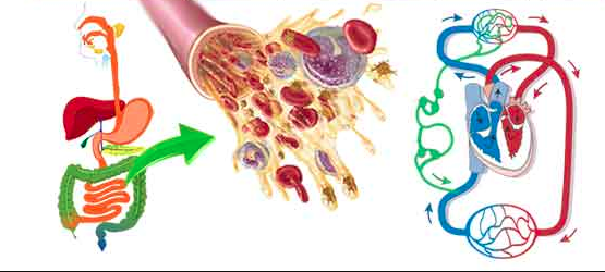 Rasa dhatu- seven dhatus in ayurveda
